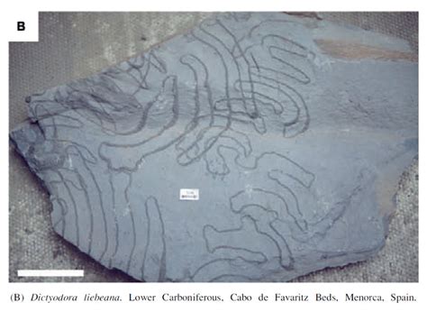 Trace Fossils? - General Fossil Discussion - The Fossil Forum