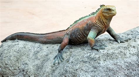 Galapagos marine iguana - San Francisco Zoo & Gardens