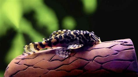 Leopard Frog Pleco (L134 Pleco): Care, Size, Lifespan, breeding, & More