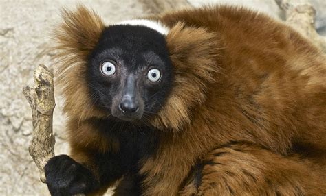 Red-ruffed lemur, National Zoo | Lemur, Animals, Save animals