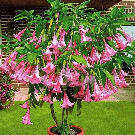 Brugmansia suaveolens var. pink - Pink Angel’s Trumpets - Quinta dos ...