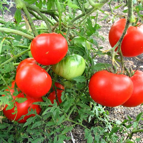 Tomato, Silver Fir Tree | Siskiyou Seeds