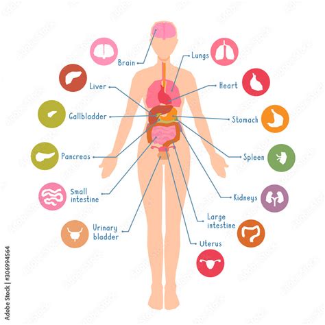 Diagram of the major human body internal organs. Visual, teaching aid ...