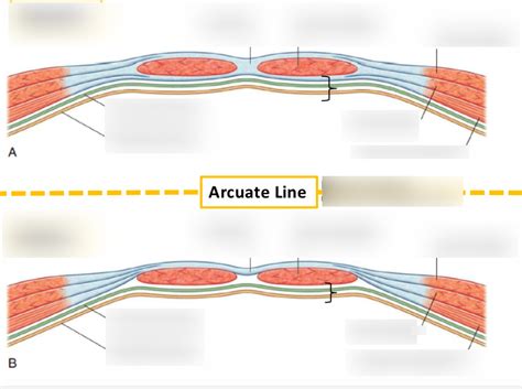 Diagram of Arcuate Line | Quizlet