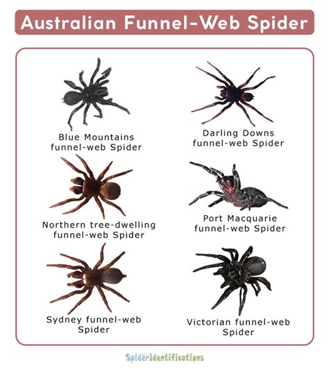 Australian Funnel-Web Spiders ((Atracidae), Facts, Identifications ...