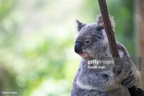 679 Koala Sanctuary Stock Photos, High-Res Pictures, and Images - Getty ...