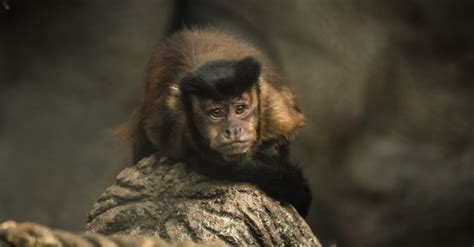 care for capuchin monkeys