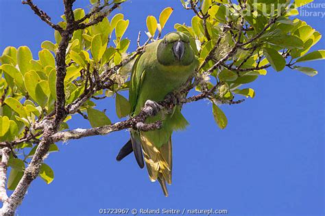 Stock photo of Mauritius parakeet (Psittacula eques) female, perched in ...