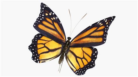 Mariposa monarca tigre 3D Modelo 3D $89 - .max .fbx .obj - Free3D