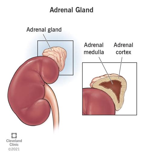 Adrenal Gland: What It Is, Function, Symptoms & Disorders | Adrenal ...