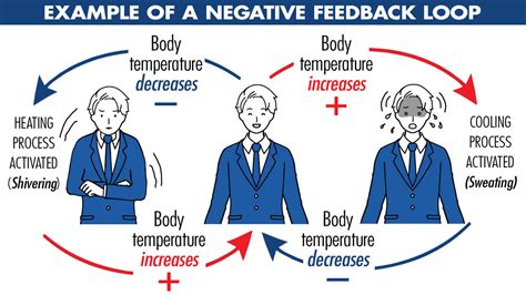 Examples of Negative Feedback Loops | YourDictionary