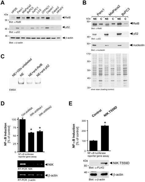 A: Cell lysates of indicated cells were normalized to 0.5 mg/ml and ...