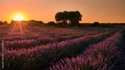 Sunset at lavender fields in Brihuega Stock Photo | Adobe Stock