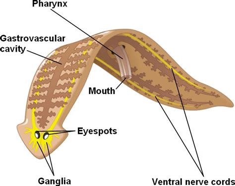 turbellaria.html 33_10PlanarianAnatomy.jpg