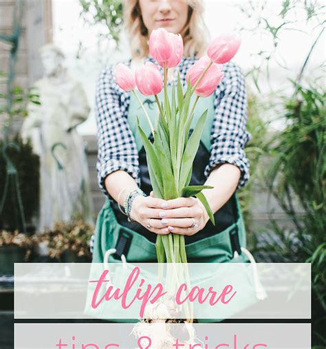 Tulip Care: Tips & Tricks | Roo Apron