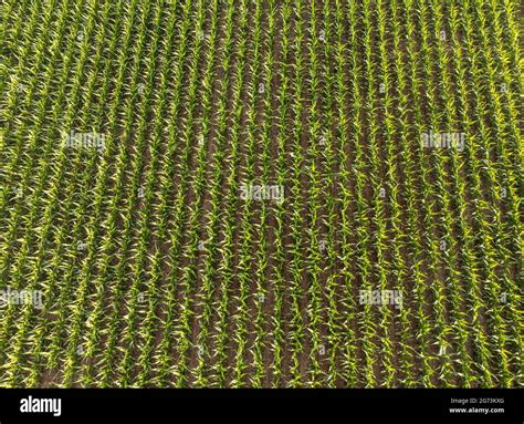 Aerial view of a corn field Stock Photo - Alamy