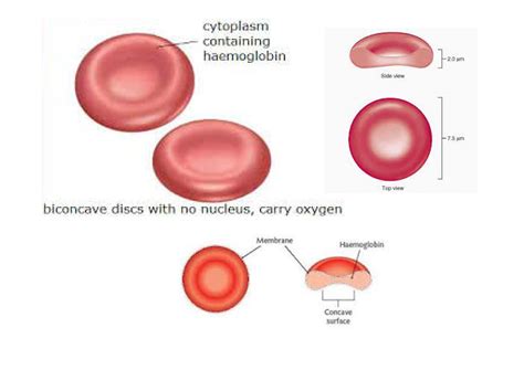 Red Blood Cell Structure Diagram