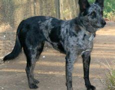 Koolie Dog Info, History, Temperament, Training, Puppy, Picture