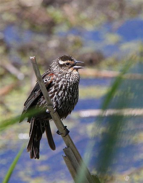 Female Red-Winged Blackbird Photograph by Davandra Cribbie - Fine Art ...