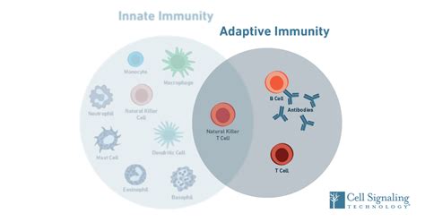 Immunology: How does the adaptive immune system work?