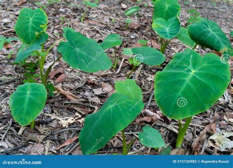 Colocasia Esculenta is a Tropical Plant Grown Primarily for Edible ...