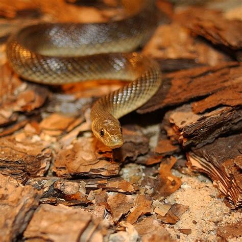 Aesculapian snake - Wikipedia | Snake, Animals wild, Animals