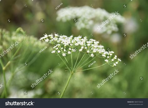 Conium Maculatum Poisonous Plant Unorthodox Treatment Stock Photo ...