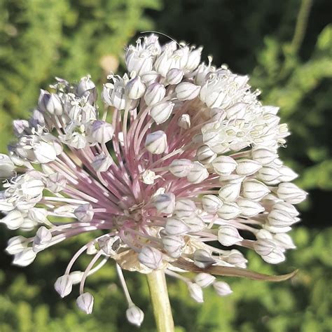 The joys of garlic; ancient plant has many practical uses ...