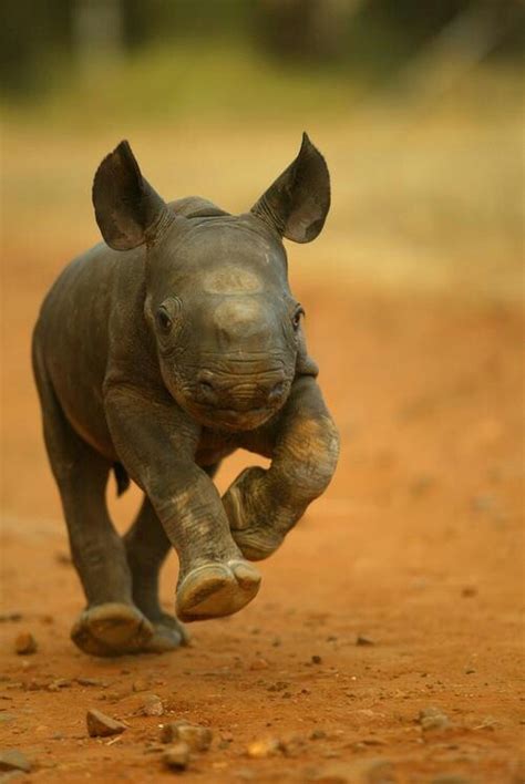 Baby black rhino | Animals | Pinterest