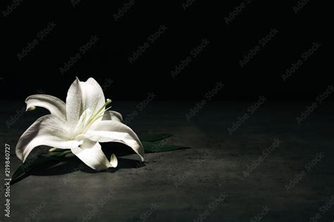 Beautiful lily on dark background with space for text. Funeral flower ...