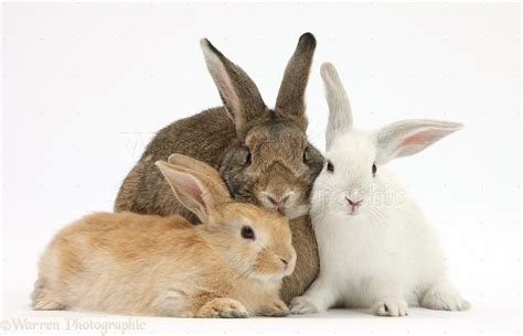 Mother rabbit and babies photo - WP25582