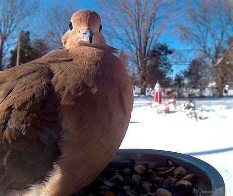 Photos of a Variety of Feeding Birds