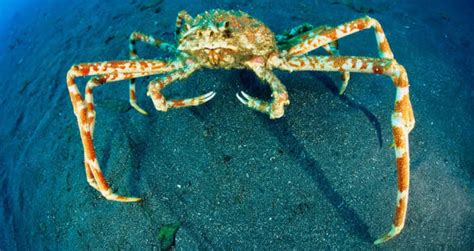 Meet The Japanese Spider Crab, The 'Daddy Long Legs Of The Sea'