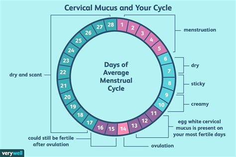 Ovulation calculator fertile days to get pregnant - RamsayRoddy