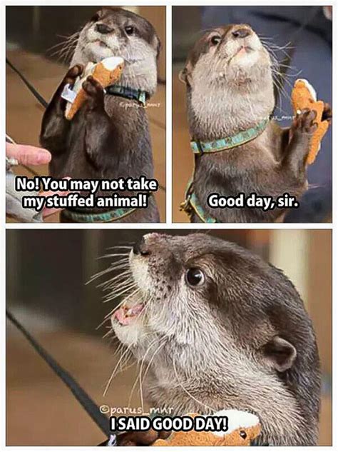 Otter meme