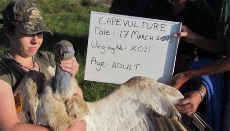 Cape vulture research on the Wild Coast, Eastern Cape South Africa