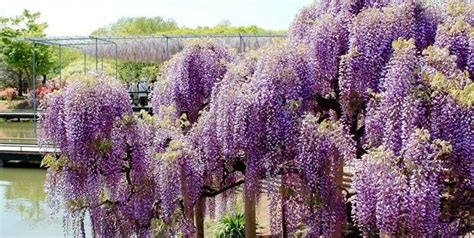 Japanese Wisteria Tunnel | Garden Design