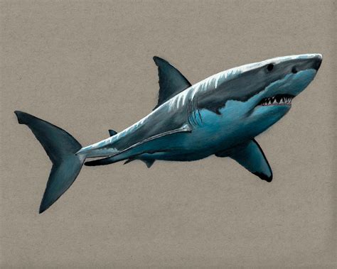 Great White Shark Colored Pencil Drawing Print - Etsy | Great white ...