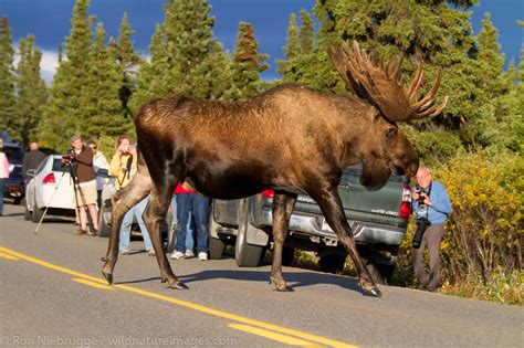 Bull Moose | Denali National Park, Alaska. | Photos by Ron Niebrugge