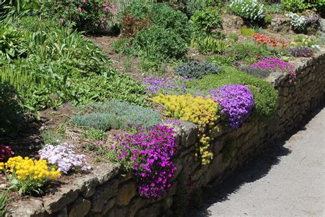 A good selection of easy to grow rockery plants including Aubrieta ...