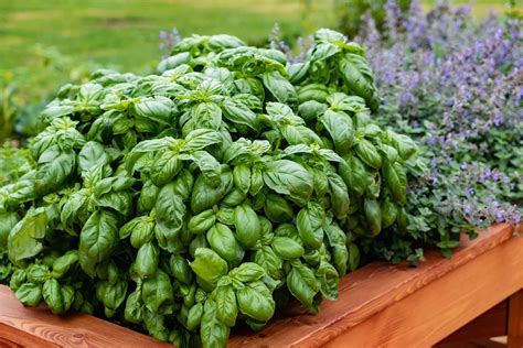 Sweet Green Basil' Heirloom Herbs Renee's Garden Seeds, 56% OFF