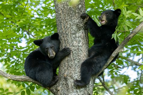 Cute Black Bear Cubs