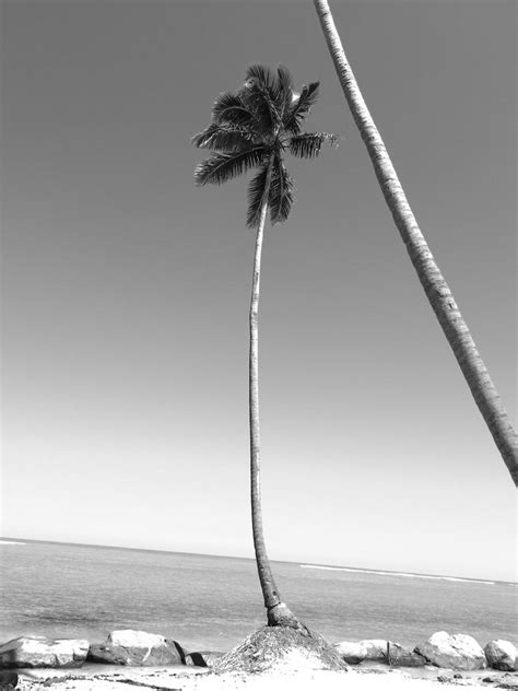 Puerto Rico Palm Tree by Guzman07 on DeviantArt