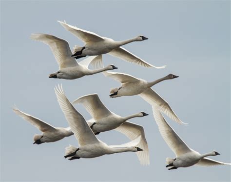 Swans flying in tight formation | Roads End Naturalist