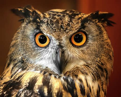 Eurasian Eagle Owl Closeup Photograph by Wes and Dotty Weber - Pixels