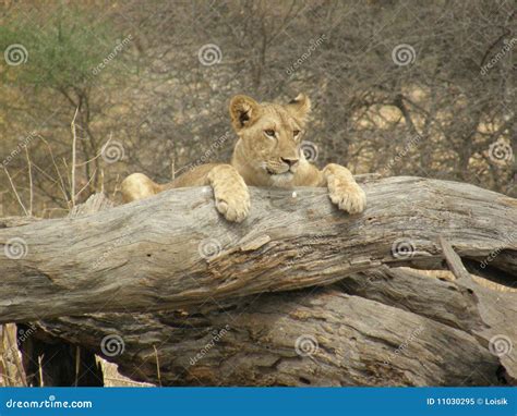 Lioness stock image. Image of game, hunter, portrait - 11030295