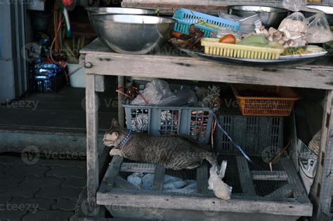 The cat sleeping inside table 9291815 Stock Photo at Vecteezy