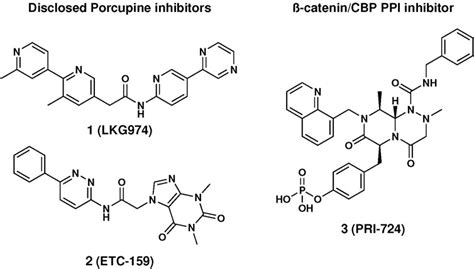 Frontiers | Wnt-pathway inhibitors with selective activity against ...