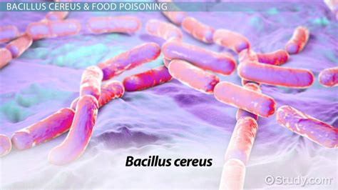 Bacillus Cereus Simple Stain