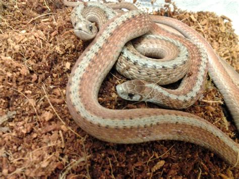 Identifying Common Snakes | Virginia Living Museum